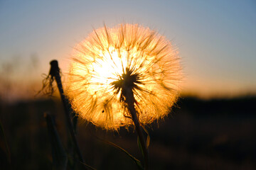 dandelion on sunset background