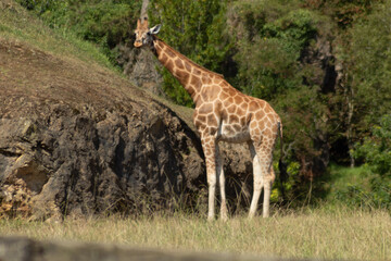 Giraffe