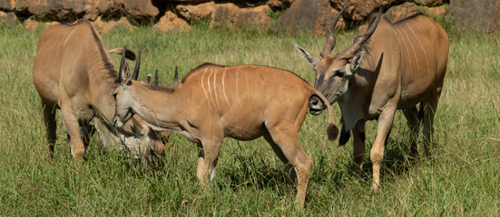 Eland