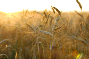 golden wheat field