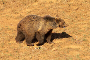 Bear 2