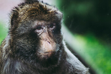 Portrait De Chimpanze Wall Mural Wallpaper Murals Wallsheaven Picsart Portrait De Chimpanze Wall Mural Wallpaper Murals Wallsheaven Picsart