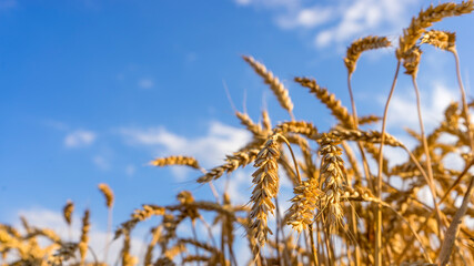 Gold barley Field in period harvest on background cloudy sky.