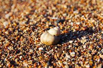 seashell on the sand close up