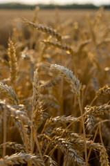 Wheat field close up. Background of ripening ears of meadow wheat field. Rich harvest Concept