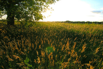 fairy meadow