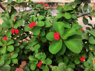 Red Crown Of Thorns Flower with green leafs