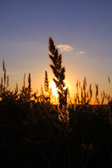 sunset in the steppe