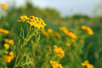 field of yellow flowers