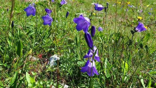 Harebell, Campanula rotundifolia, growing in a meadow.