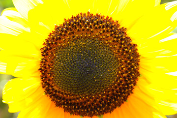 sunflower close up