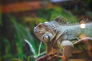 Photography of wild animal, exotic dragon