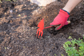 Hand Of Women Gardener With Tool Hoeing ground In Garden. Garden soil care concept. Farmer hand in glove loosens the ground.Farm works in summer.