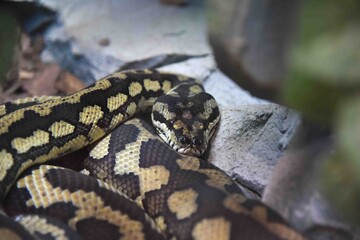 Photography of wild animal, snake 