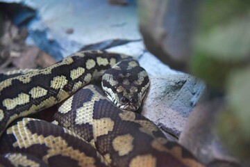 Photography of wild animal, snake 