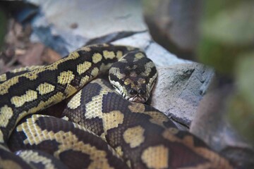 Photography of wild animal, snake 