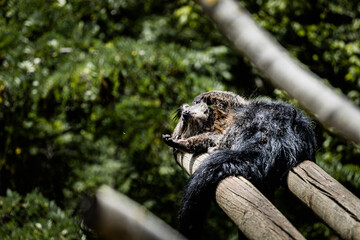 Binturong ou chat-ours - Adorable mammifère aux longs poils noir
