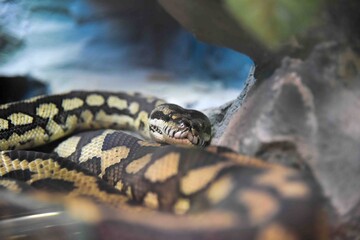 Photography of wild animal, snake 
