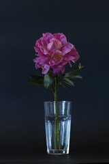 pink peony in a glass beaker on a black background
