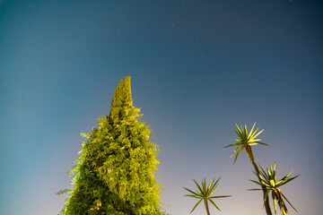 astro photography with big pine and palm trees during summer night