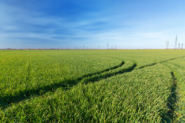 footprints in the field / green field on the background of a power line