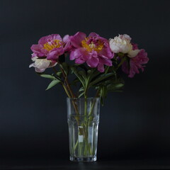 pink and white peonies in a delicate bouquet on a black background