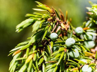 Close up of juniper berries on a branch