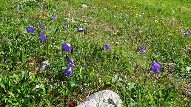 Harebell, Campanula rotundifolia, growing in a meadow.