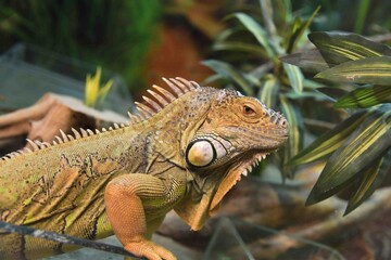 Photography of wild animal, exotic dragon