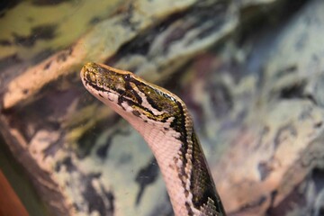 Photography of wild animal, snake 