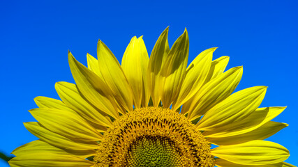 Close-up of sun flower against a blue sky