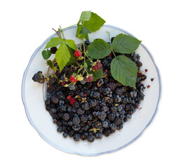 plate of forest blackberries on white background for your design or background