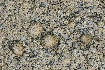 Shells on a tideland rock.