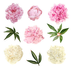 Lush peonies flowers, leaves and buds, floral set © nurofina
