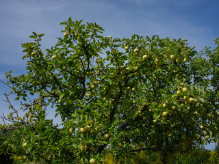 Fototapeta na wymiar Apple tree with beautiful ripe green apples in a garden in Sweden