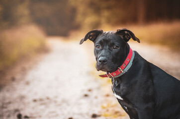 Czarny pies siedzący na drodze, portret.