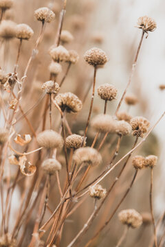 Sensual delicate lilac and beige background: delicate dry flower in winter in February in Chicago