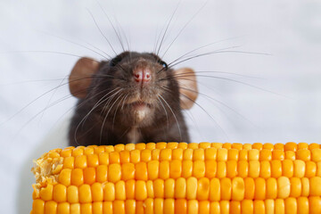 Decorative black and white cute rat eating yellow ripe corn on the cob. Rat close up. Delicious and healthy food.