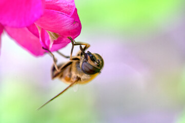 bee sitting on a flower macrophoto