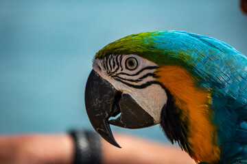 Colorful parrot head close up
