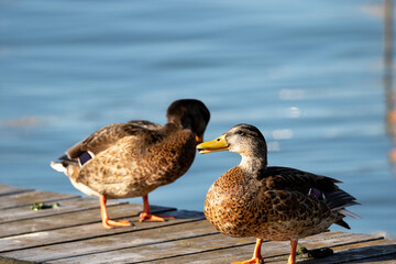 Ducks standing on a wooden bridge