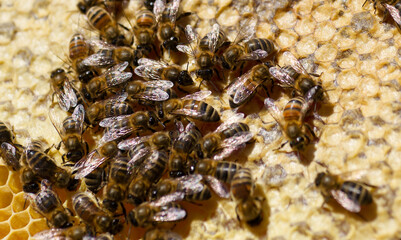 Close-up of bees in a hive on honeycomb with honey in cells.
