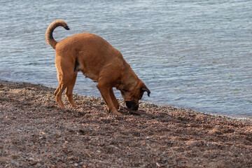Dog playing on a beach in Gothenburg, Sweden