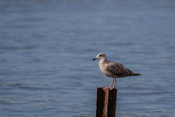 Sea gull sitting on a metal pole in the harbor of Gothenburg, Sweden. 