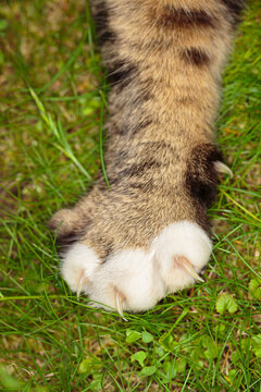 Сat paw with white fingers and extended claws on green grass. Close-up view