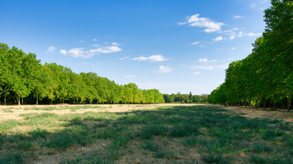 Very large playground with old trees within the wood