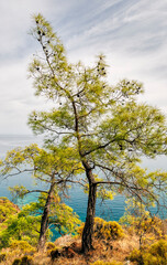 Fototapeta na wymiar Pine trees and Mediterranean Sea on Turquoise Coast