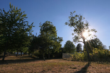 Obraz premium Rays of the sun through the foliage of the branches of a tree. Rural landscape with an expanse of grass and a path that rises.