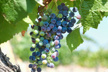 a red vineyard with bunches ready for harvest
