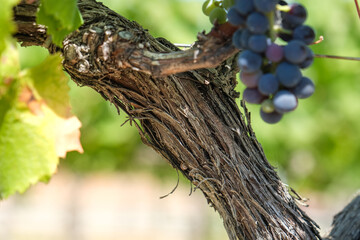 a red vineyard with bunches ready for harvest